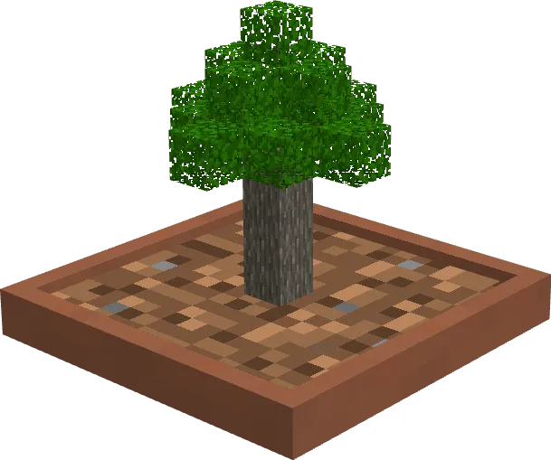 Acacia Bonsai