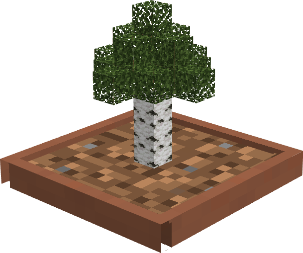 Birch Bonsai