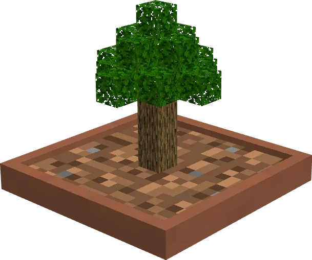 Oak Bonsai