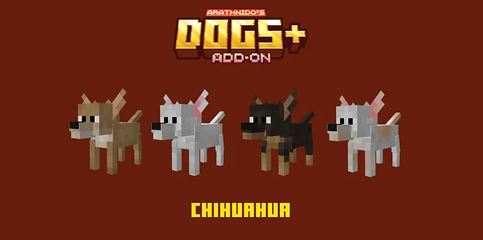 Chihuahua Dogs