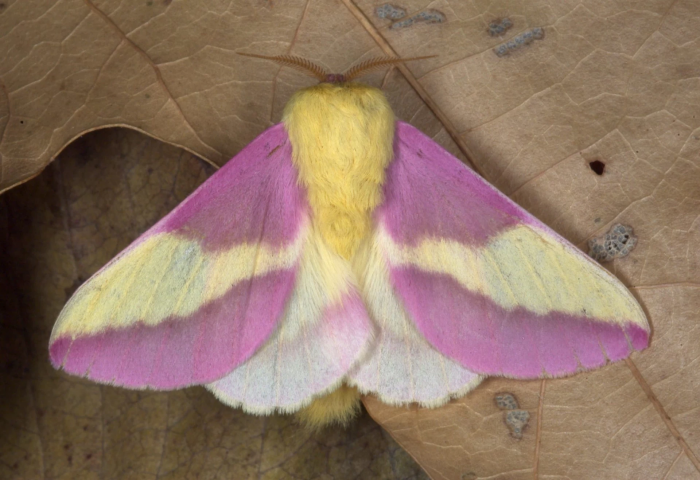 Rosy Maple Moth Elytra: Inspiration