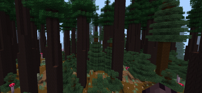 Redwood Trees: Screenshot