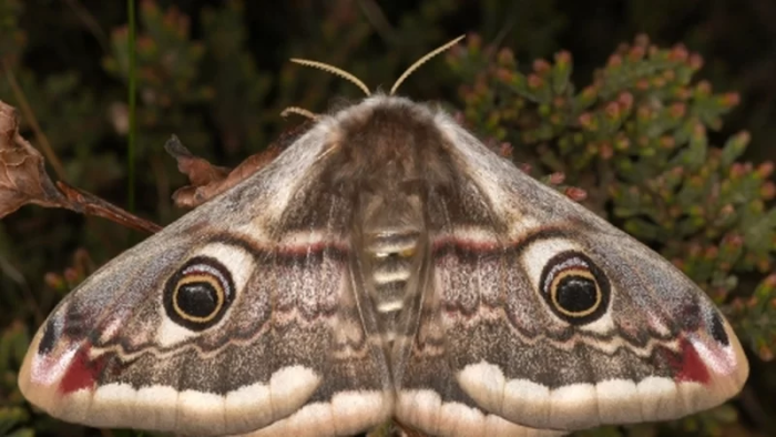 Emperor Moth Elytra Wings: Reference