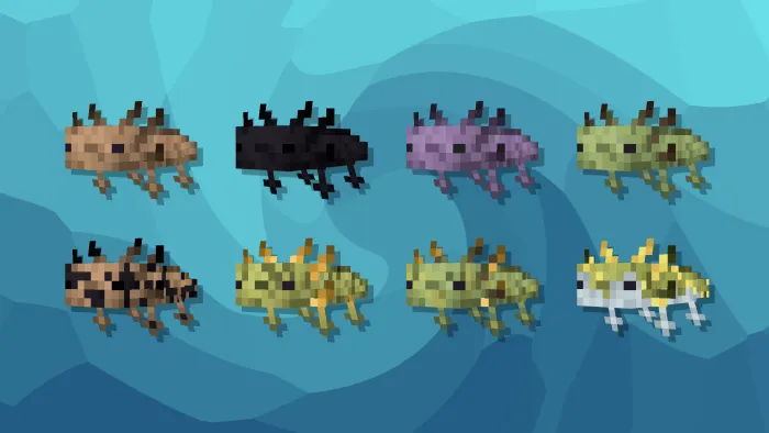 Wild Axolotls