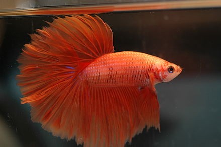 Siamese Fighting Fish