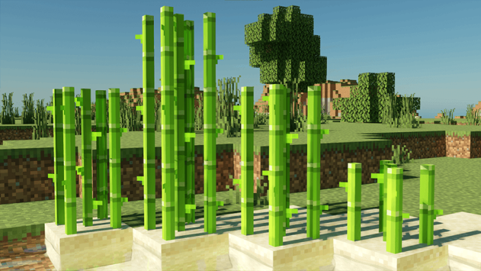 New Sugar Cane Models