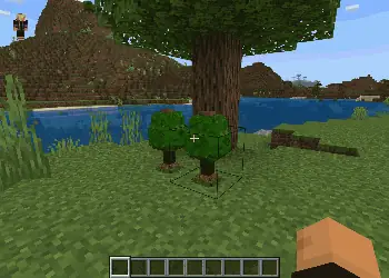 Apricorn Tress