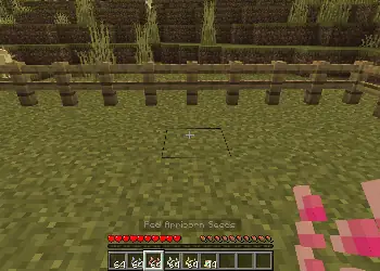 Growing Apricorn Tree