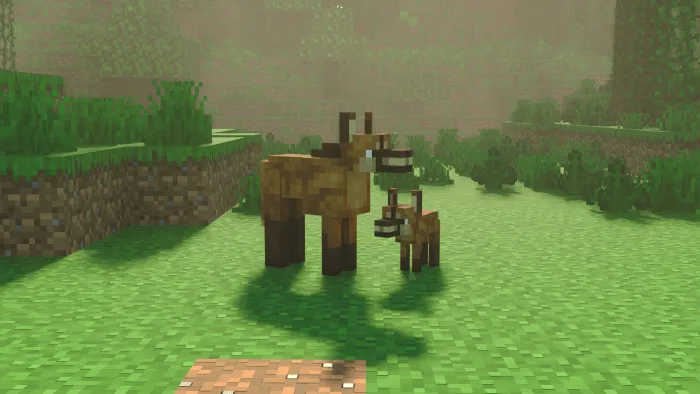 Maned Wolves