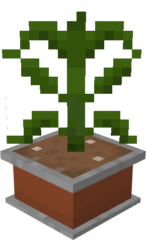 Tea Pot Plant