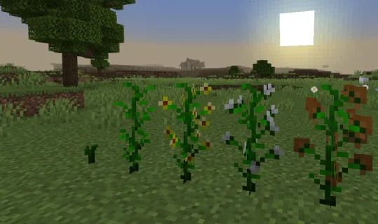 Cotton Plants
