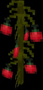 Tomato Plant 2