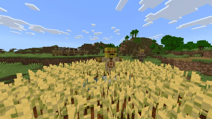 Target dummy in a wheat field.