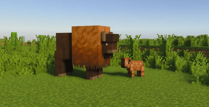 Bisons