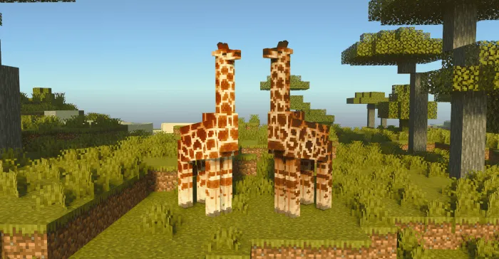 Giraffes