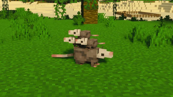 Opossums