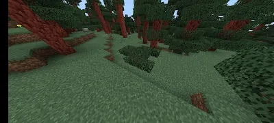 Dense forest terrain with tall red trees