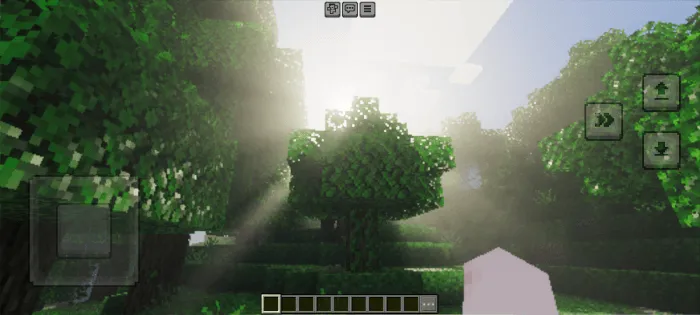 Sunlight filtering through forest trees.