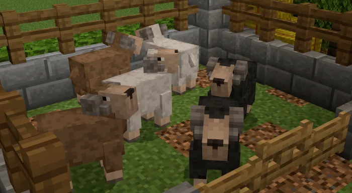 Sheep in a fenced area.