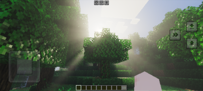 Sunlight streaming through forest canopy.