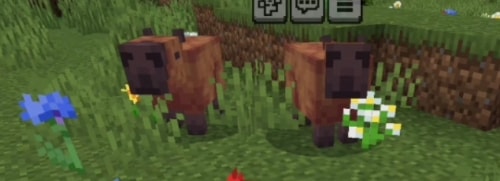Two capybaras standing in grassy field