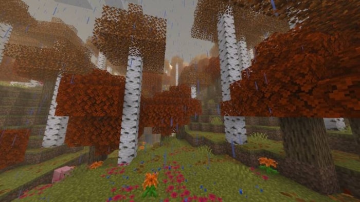 Autumn forest with birch trees in rain.