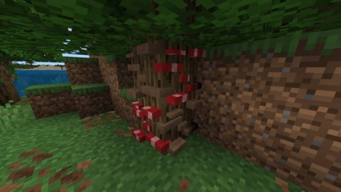 Red mushrooms on a tree in a forest.