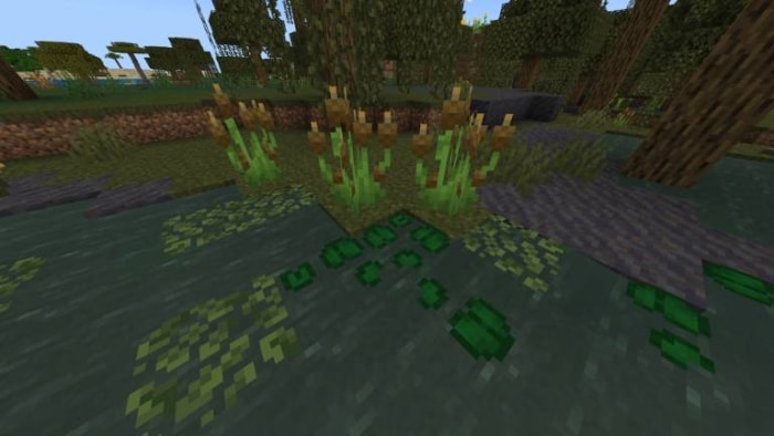 Swamp biome with lily pads and reeds.