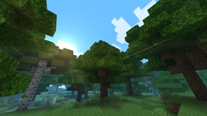 Lush forest with sunlight filtering through.