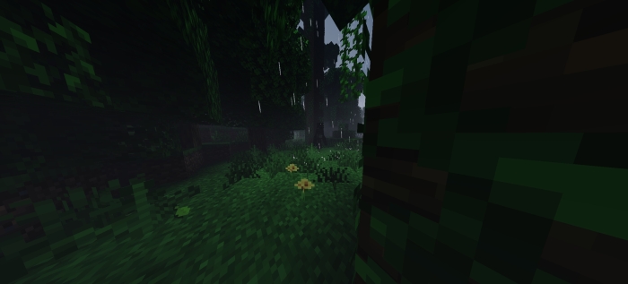 Dark, eerie forest with dense foliage
