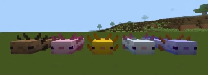 Five colorful axolotl-themed blocks in a row