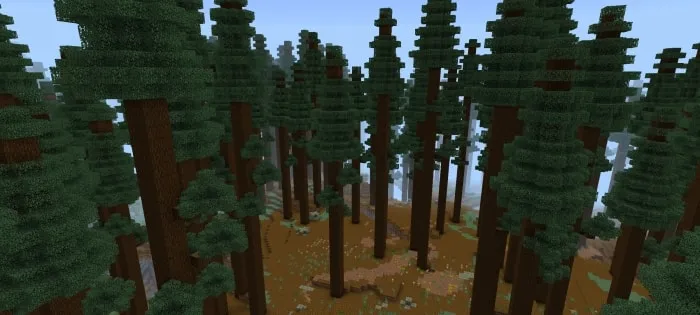 Dense forest biome with tall pine trees