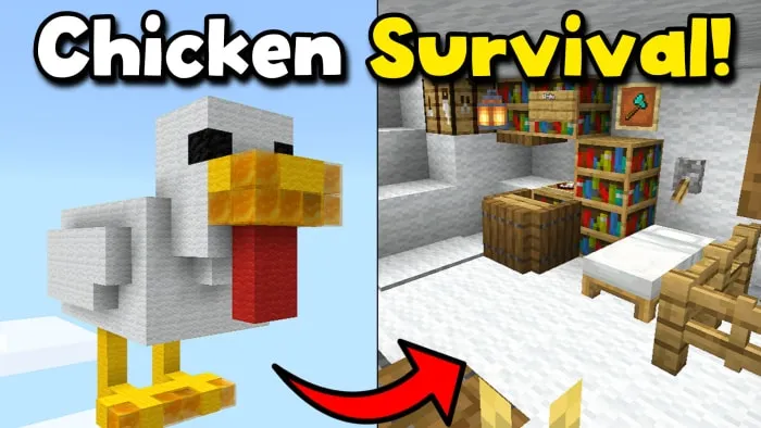 Chicken structure and interior room.