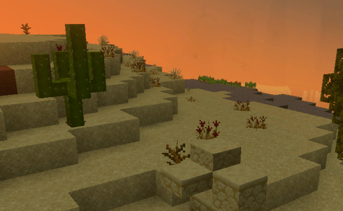 Desert landscape with cacti at sunset.