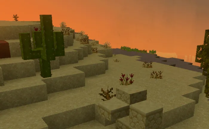 Desert landscape with cacti at sunset.
