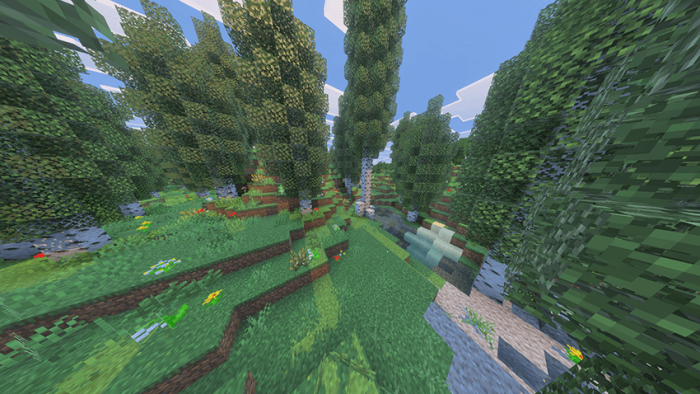 Lush forest with diverse vegetation.