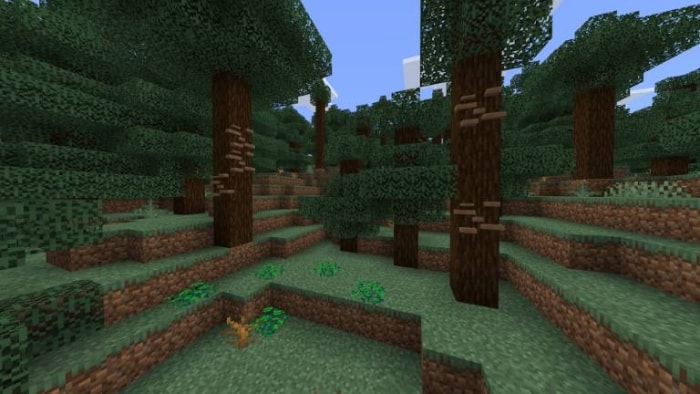 Dense forest with tall trees.