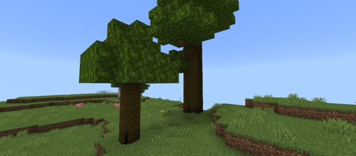 Spruce Log