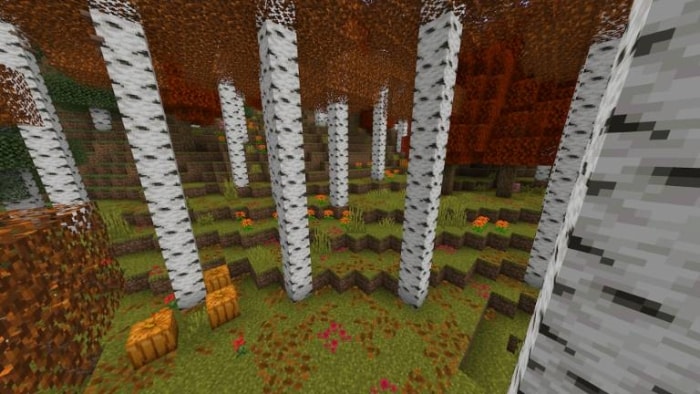 Birch forest with pumpkins and foliage.