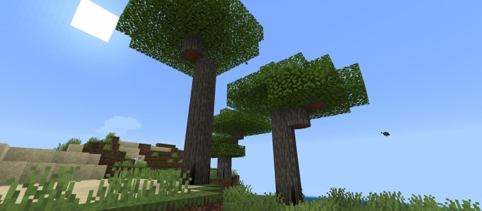 Acacia Log 2