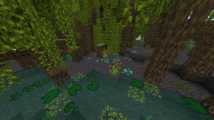 Dense forest with water and lily pads.