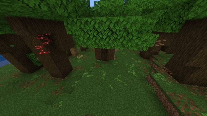 Dense forest with vibrant green foliage.