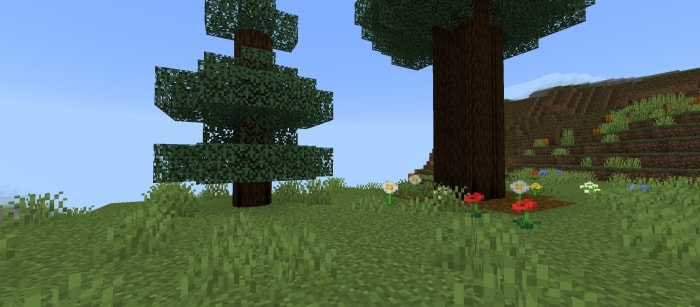 Spruce Log 2