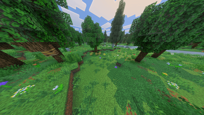 Lush forest with diverse vegetation.