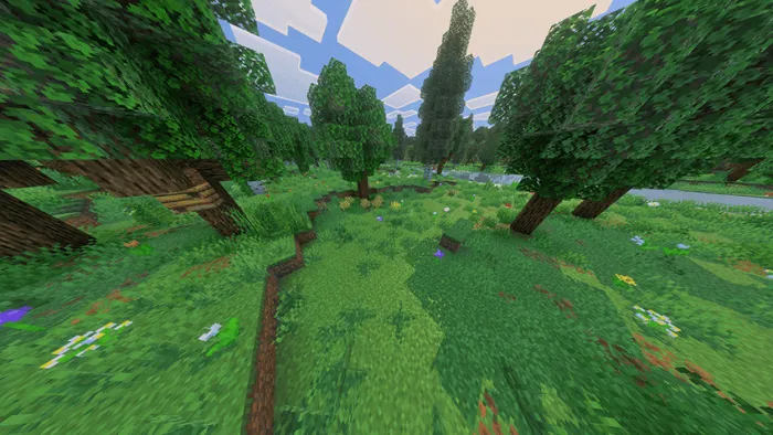 Lush forest with diverse vegetation.