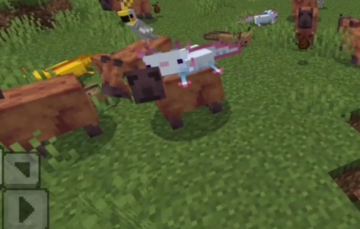 Blocky capybaras with axolotls riding them