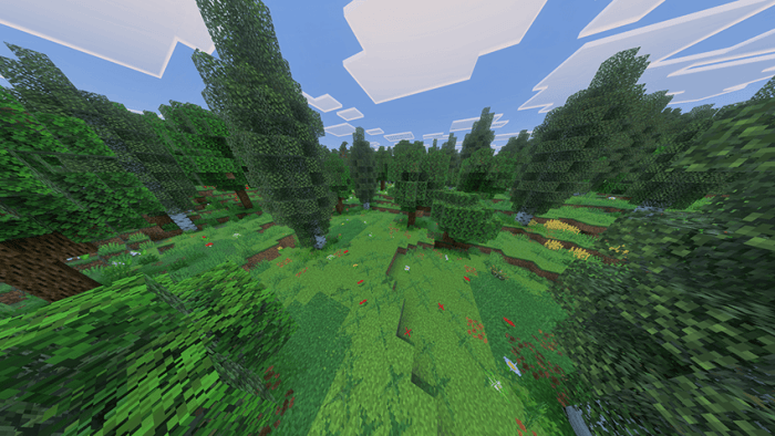 Lush forest with diverse vegetation.