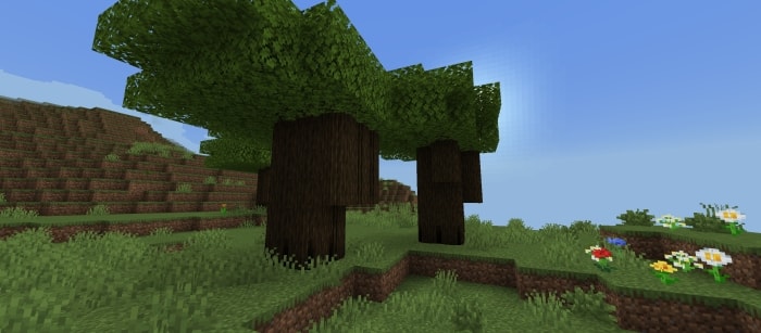 Acacia Log