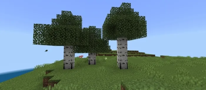 Oak Log
