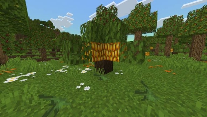 Lush green biome with unique trees.